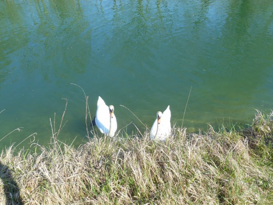 Les rois du lieu