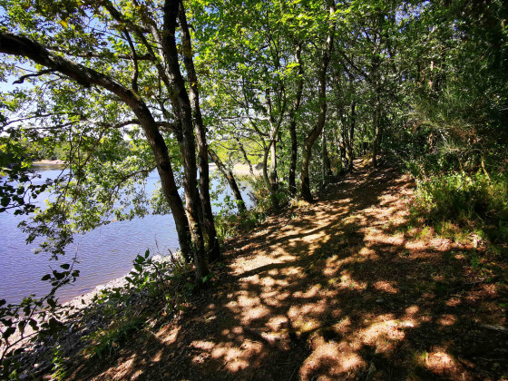 Les sous-bois le long du lac