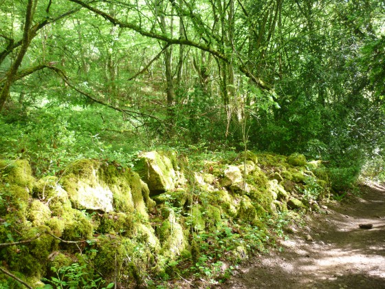 Sous-bois
