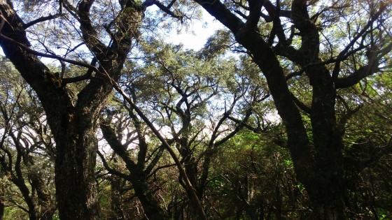 Les tamarins