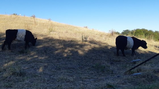 Bovins Galloway