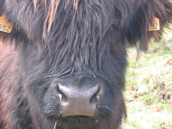 Les vaches highland cattle de la Maison du Parc (c) Laurence gadrey