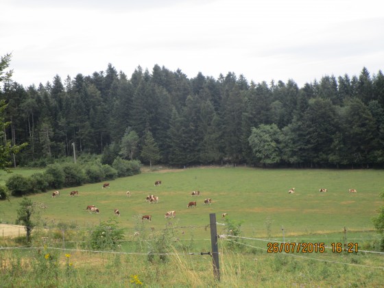 Vaches Montbéliardes