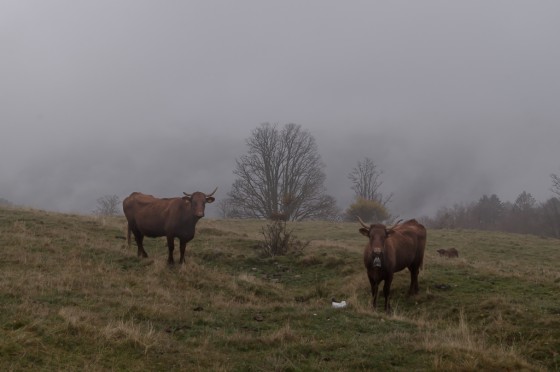 Vaches de race Salers