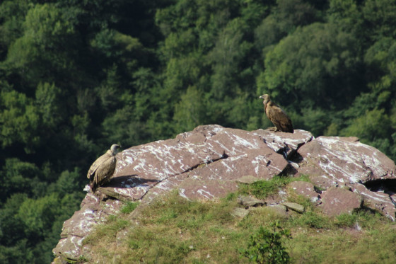 Les vautours des Peñas