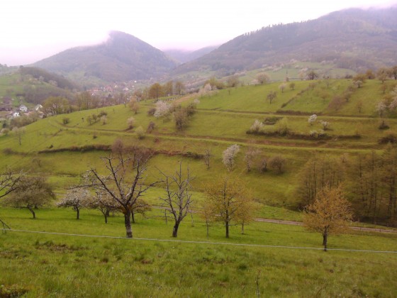 Les vergers de Breitenbach