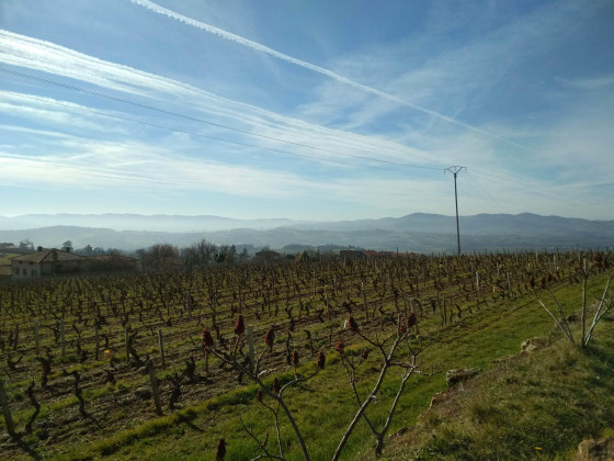Les vignes au matin