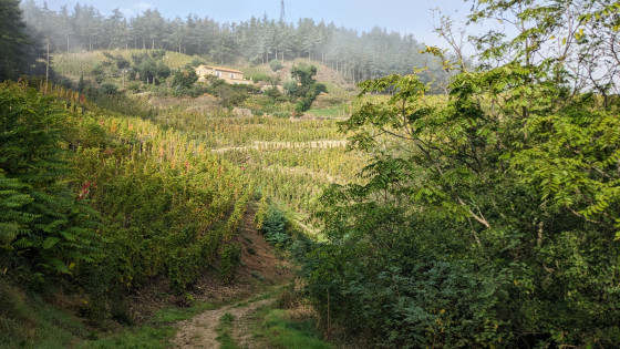 Les vignes au mois d'octobre
