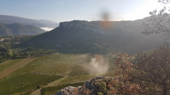 Les vignes de Ch&acirc;teau Roquefort