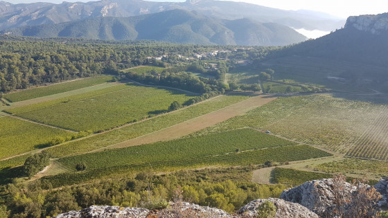 Les vignes de Château Roquefort