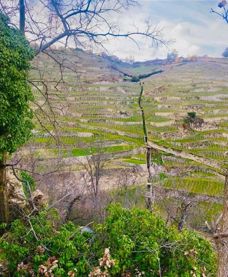 Les vignes de condrieu