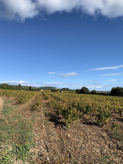 Les vignes de Frontignan
