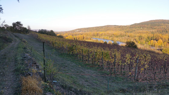 Les vignes de Moselle