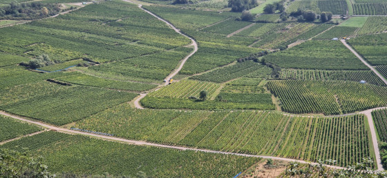 Les vignes depuis le château