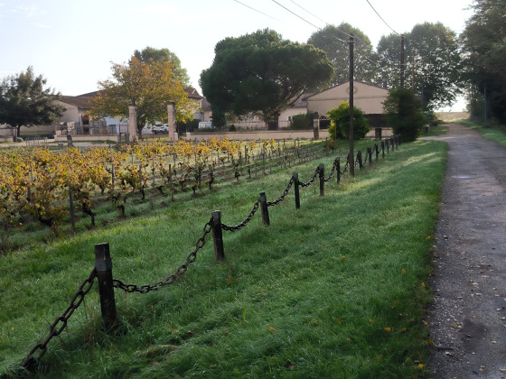 Les vignes devant le Château Pateau