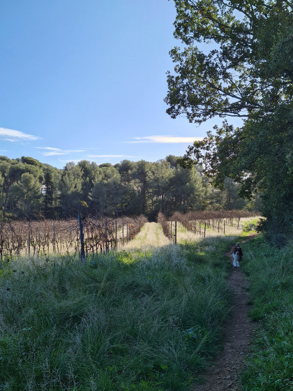 Les vignes du plantier de Costebelle