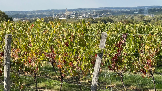 Les vignes en automne