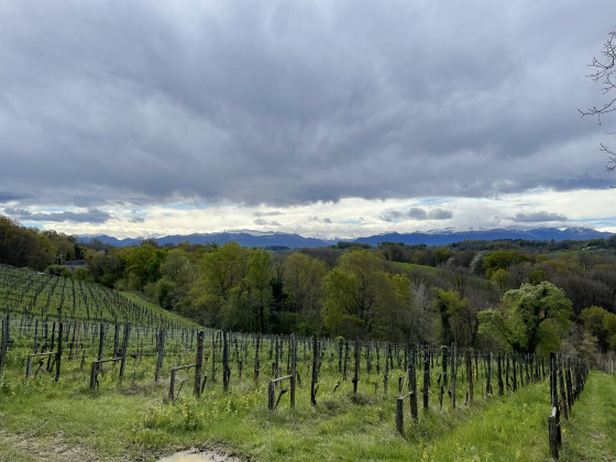 Les vignes en fin de parcours