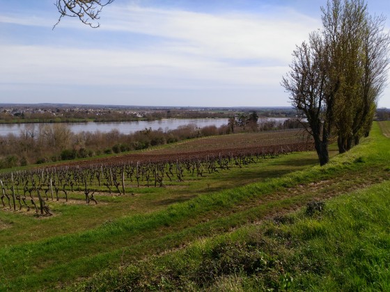 Les vignes et la Loire