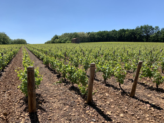 Les vignes