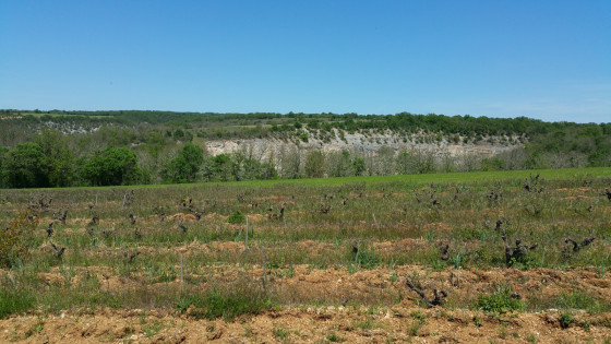 Les vignes