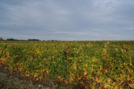 les vignes