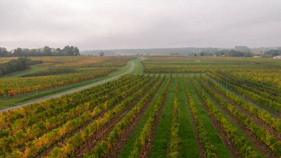 les vignes vue du ciel