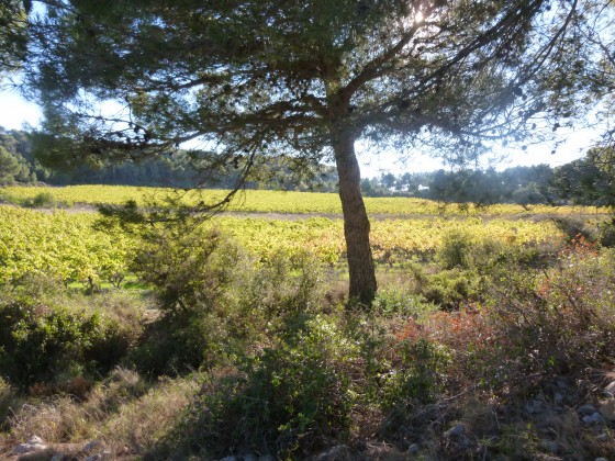 Les vignobles de la Clape