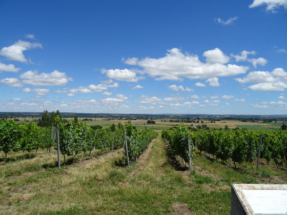 les vignobles sous la chapelle