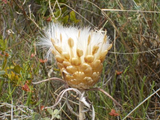 Leuzea pomme de pin