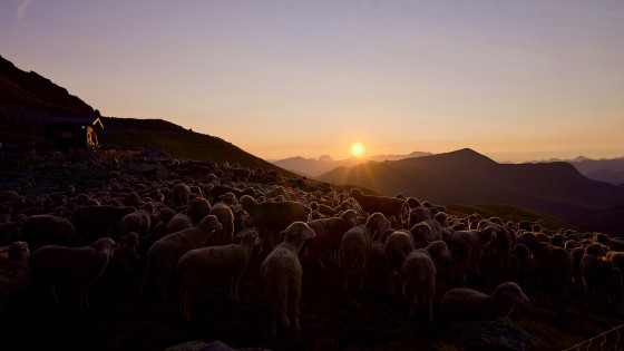 Lever de soleil pastoral