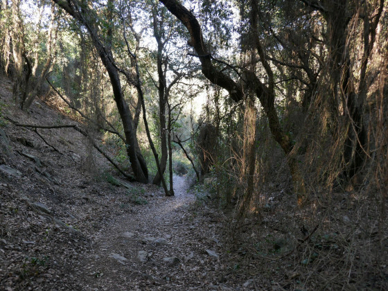 Lianes de salsepareille