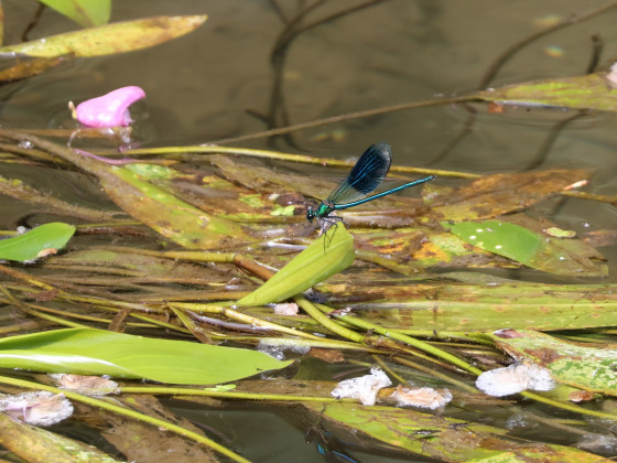 Libellule sur l\'eau d\'un ruisseau