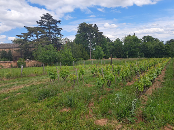 lieu dit Grammont et le chateau