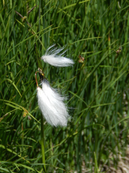 Linaigrette