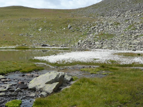 Linaigrettes au Lac de Crouserocs