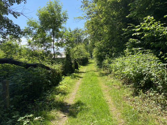 Lisi&egrave;re de bois