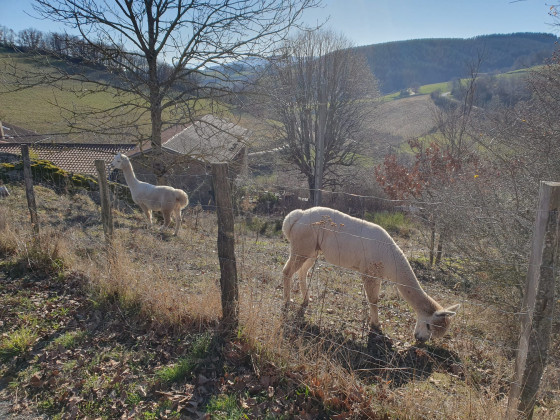 Llamas sur la rando