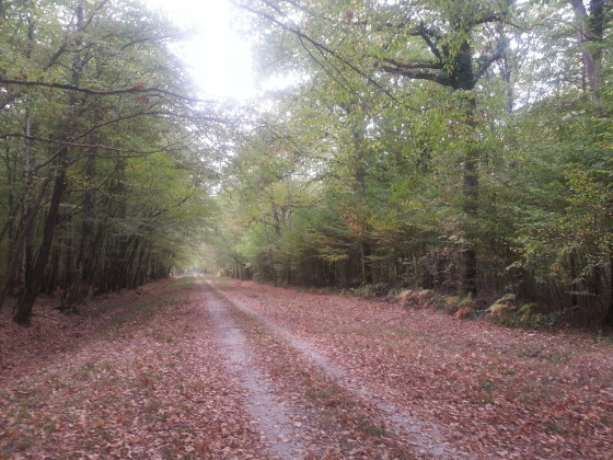 Longue ligne droite en for&ecirc;t domaniale