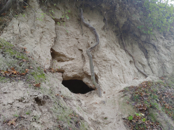 Sentier des chemins creux - Chemin creux