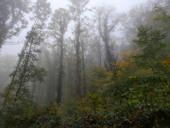 Sentier des chemins creux - For&ecirc;t