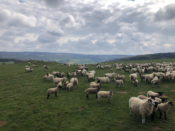Il y a plein de moutons !