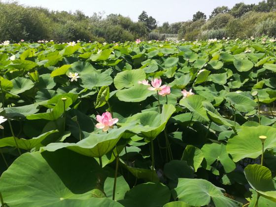 Lotus en fleur