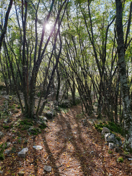 Lumière et sous-bois