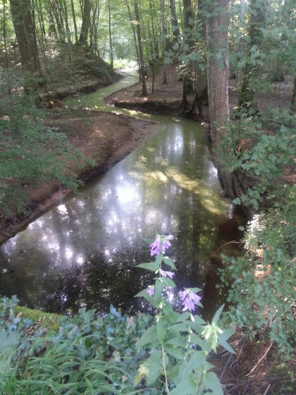 Lumière mystérieuse en forêt du Temple