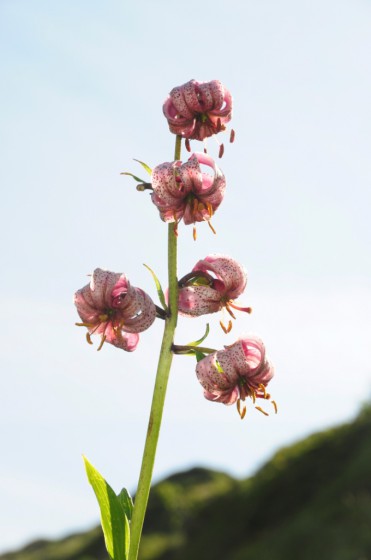 Lys Martagon