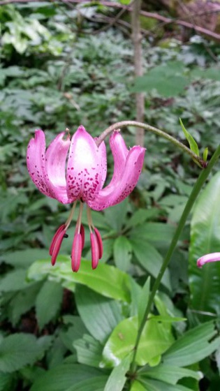 Lys Martagon