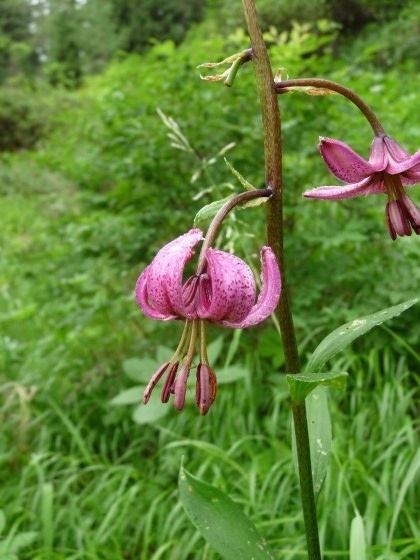Lys Martagon