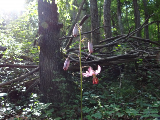 Lys martagon
