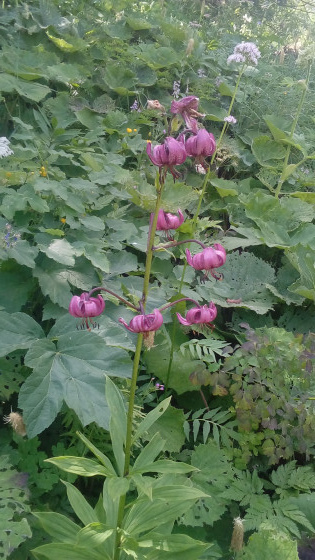 Lys martagon